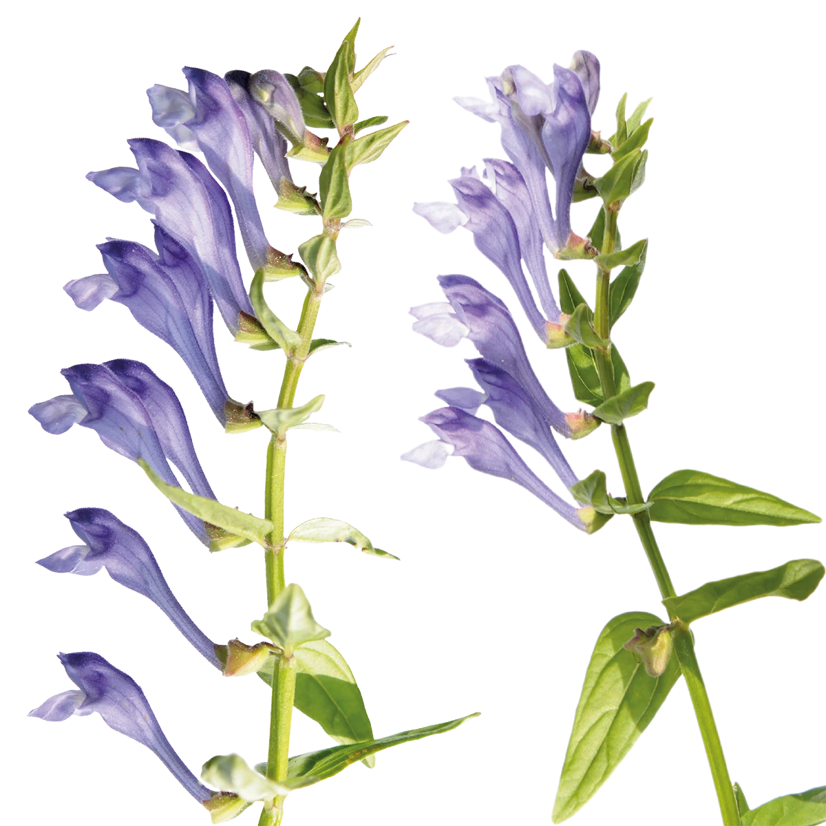 Scutellaria baicalensis active ingredient